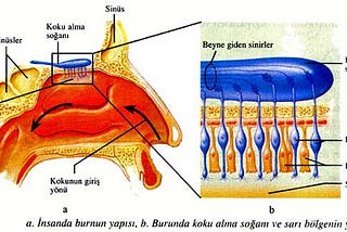 Talamusa uğramadan geçen duyumuz