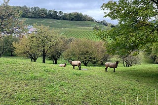 interlaken lambs