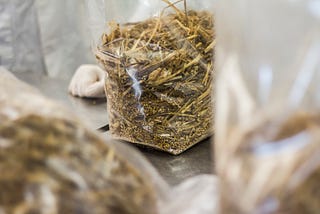 How to use mushroom grow kits?