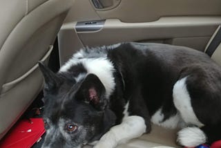 The expense of taking a dog on vacation