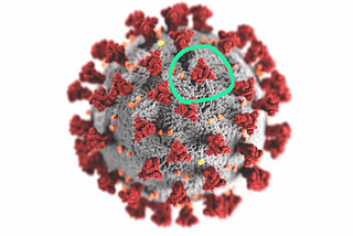 Monoclonal antibodies explained: the first treatment for COVID-19