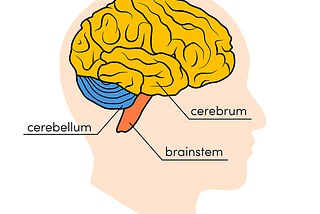 The Brain: