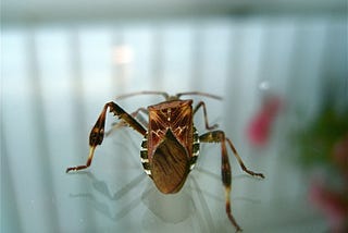 Western conifer seed bug on glass