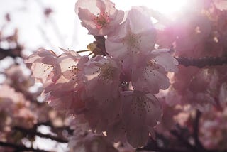 Kyoto’s Cherry Blossom