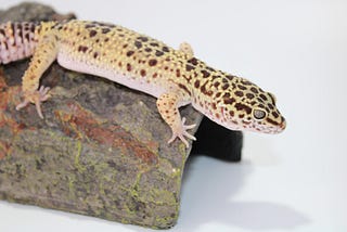 How to Create a Simple Leopard Gecko Enclosure
