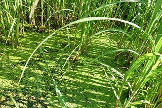 Making ‘Creator’s Lake’ climate resilient