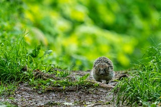 A small hedgehog running through a path in the woods