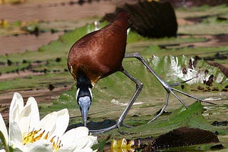 Jacana par Marie-Catherine Phanekham