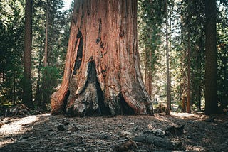 Trunk of a redwood tree with burn scars