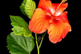 Color image of a flower on a black background
