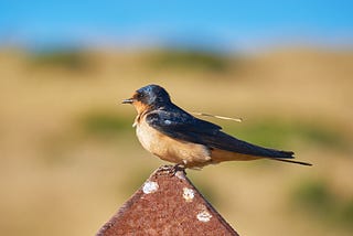 Original photograph of a colorful beautiful barn swallow perched on a rusty metal pyramid post on a sunny day outside on a coastal California hillside carrying straw to build a nest.