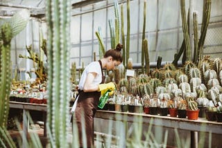 Unleashing Green Beauty: The Ultimate Plants Shop in Dubai Guide