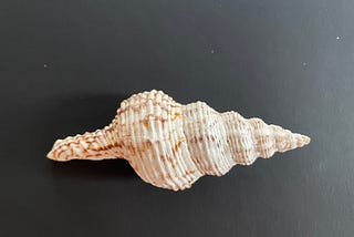 Shells, Computer mouses, and 3D Forms