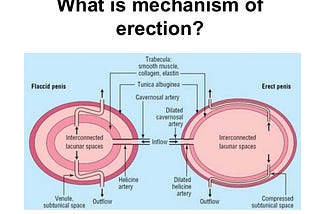 Problems with erection: causes, risk groups