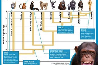 Our Primate Family Tree