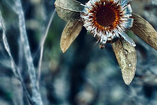 # 566: Sheddings Skins