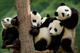 Most Important Pandas Methods You Should Know as a Data Scientist