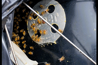 Bees in a Weber BBQ Grill