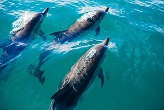 Dolphins swimming in ocean