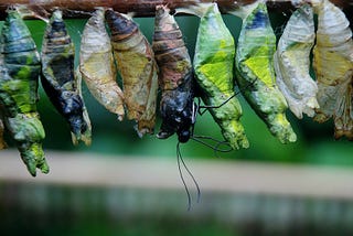 “Let’s Hurry Up This Butterfly!” And The Ensuing Full Catastrophe