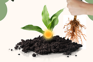 Remove Roots of Blame to Plant Seeds of Growth