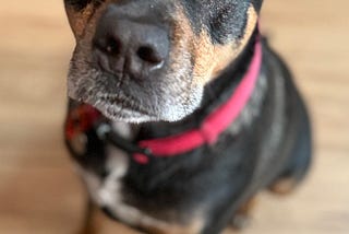 Rotto is Always Up for a Rott-trot