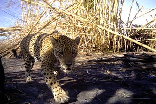 Regen Network Reports Traction for Biodiversity Credits Sales