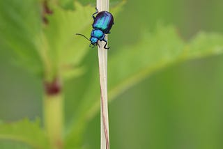 image of a blue beetle on a dry grass stalk
