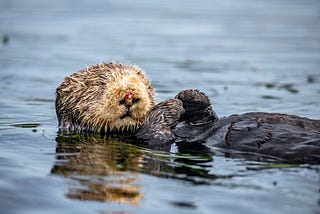 Who are the sea otters in your organisation?