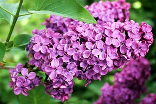 Deep Purple Lilacs blooming in the month of May with verdant green leaves in background