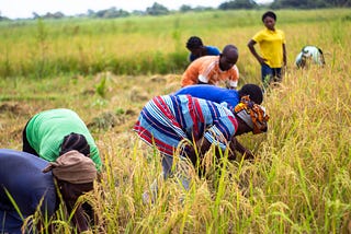 Several farmhands harvesting rice crops by hand somewhere in Nigeria