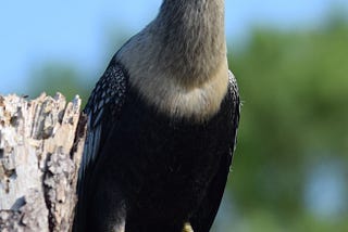 Natural Weekends -More Florida Birds