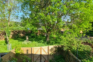 A view of an ash tree in full leaf on a patch of land at the back of a small garden