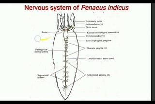 NERVOUS SYSTEM OF PRAWN