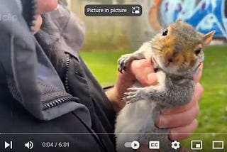 I Met a Man With a Squirrel on a Leash