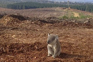 IT Can Learn from the Koala Experience