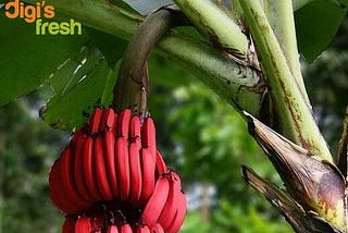Benefits of Eating Red Bananas in Summers