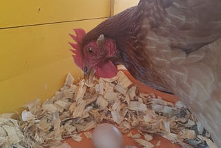 Golden hen looking at brown egg she just laid, in yellow chicken coop.