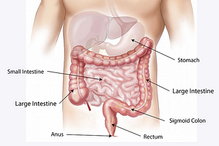How to make good digestive system?