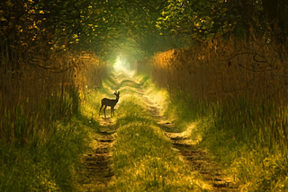 Forest Deer, Poland