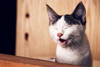 Cat with eyes closed and both opening, appearing to be laughing