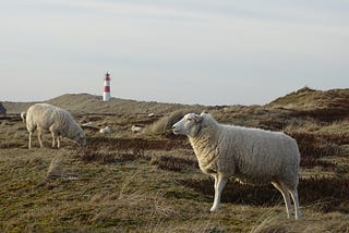Sheep wondering around a Lighthouse