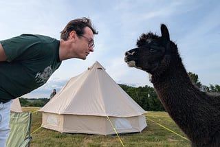 I am standing close to an alpaca. Our heads are almost touching. In the background there is a tell tent.