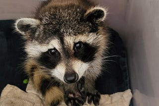 The Rally for Mally’s — The Push to Save a Raccoon Rescue