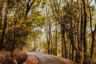Carta al exilio de quiénes habitan bosques