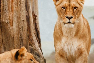 Tech tools helping track poachers