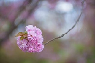 A cherry blossom on a bare branch.