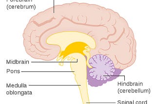 Pathology: Part I (A walk around my brainstem)