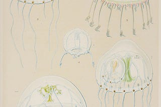 The jellyfish knows how to survive uncertain times