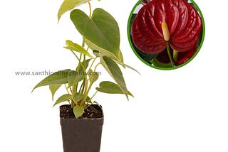 Anthurium Mauritius Red